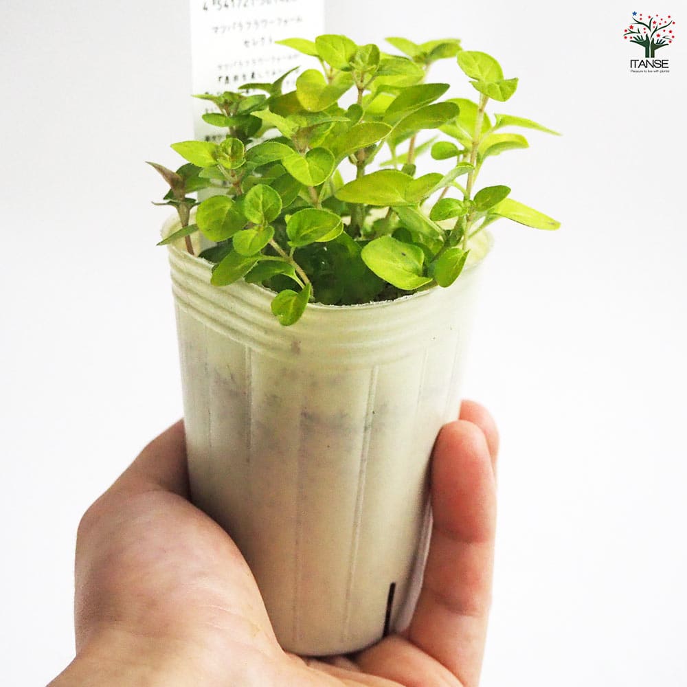 オレガノ ノートンズゴールド 【花苗 2.5号ポット】