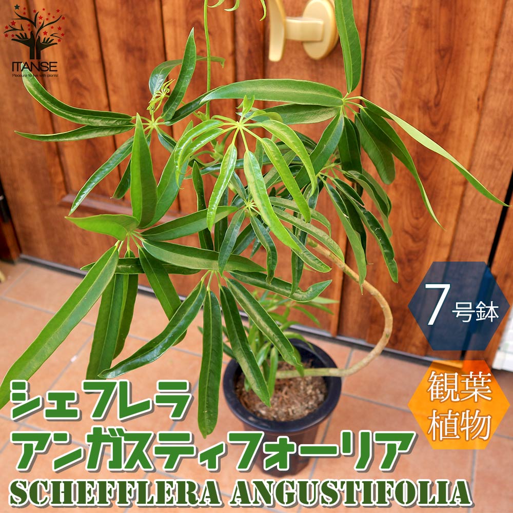 シェフレラ アンガスティフォーリア【観葉植物 7号プラスチック鉢／1個売り】