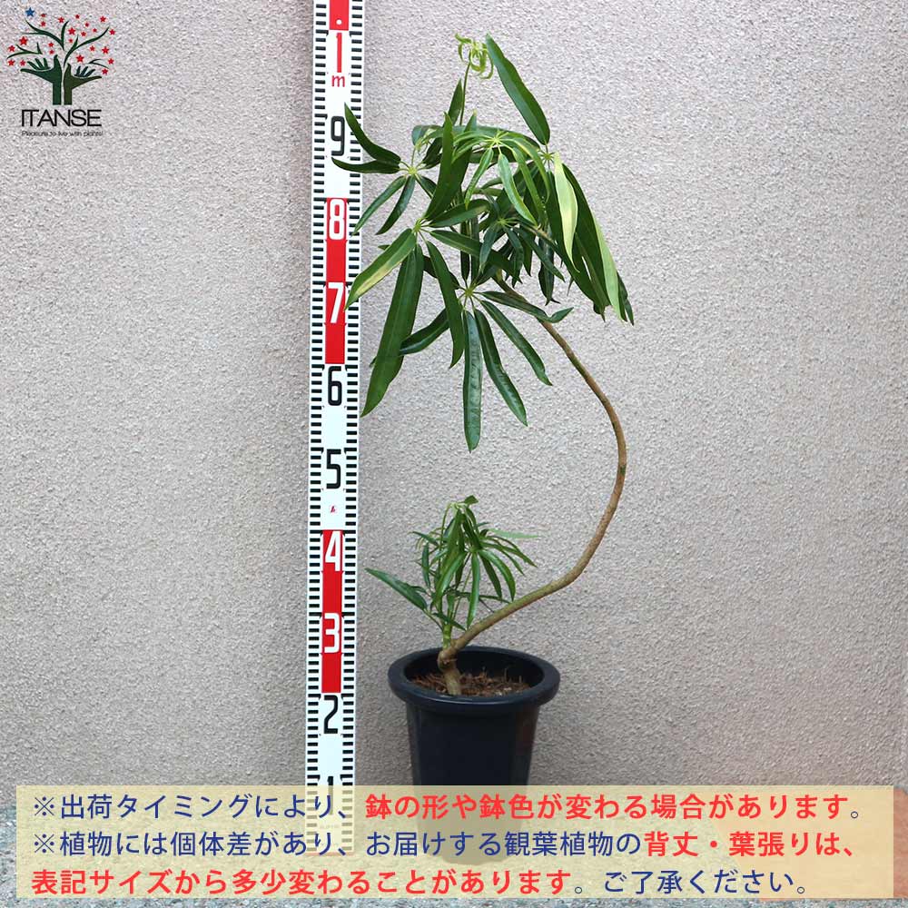 Itanse良品ｾﾚｸﾄ通販