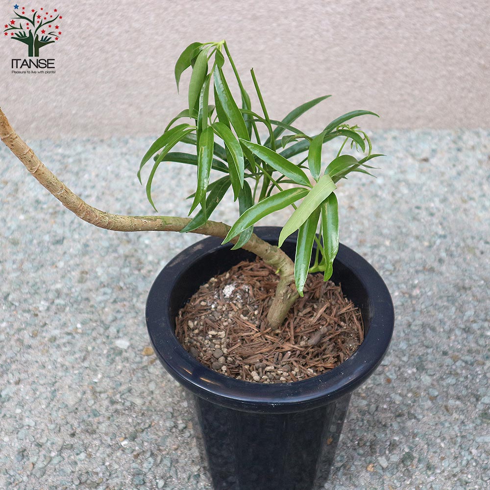 シェフレラ アンガスティフォーリア【観葉植物 7号プラスチック