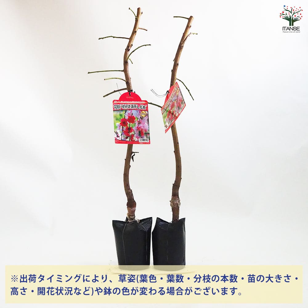 花桃 咲き分しだれ源平 【花木苗 4.5号ポット／1個売り】｜ 【植物の