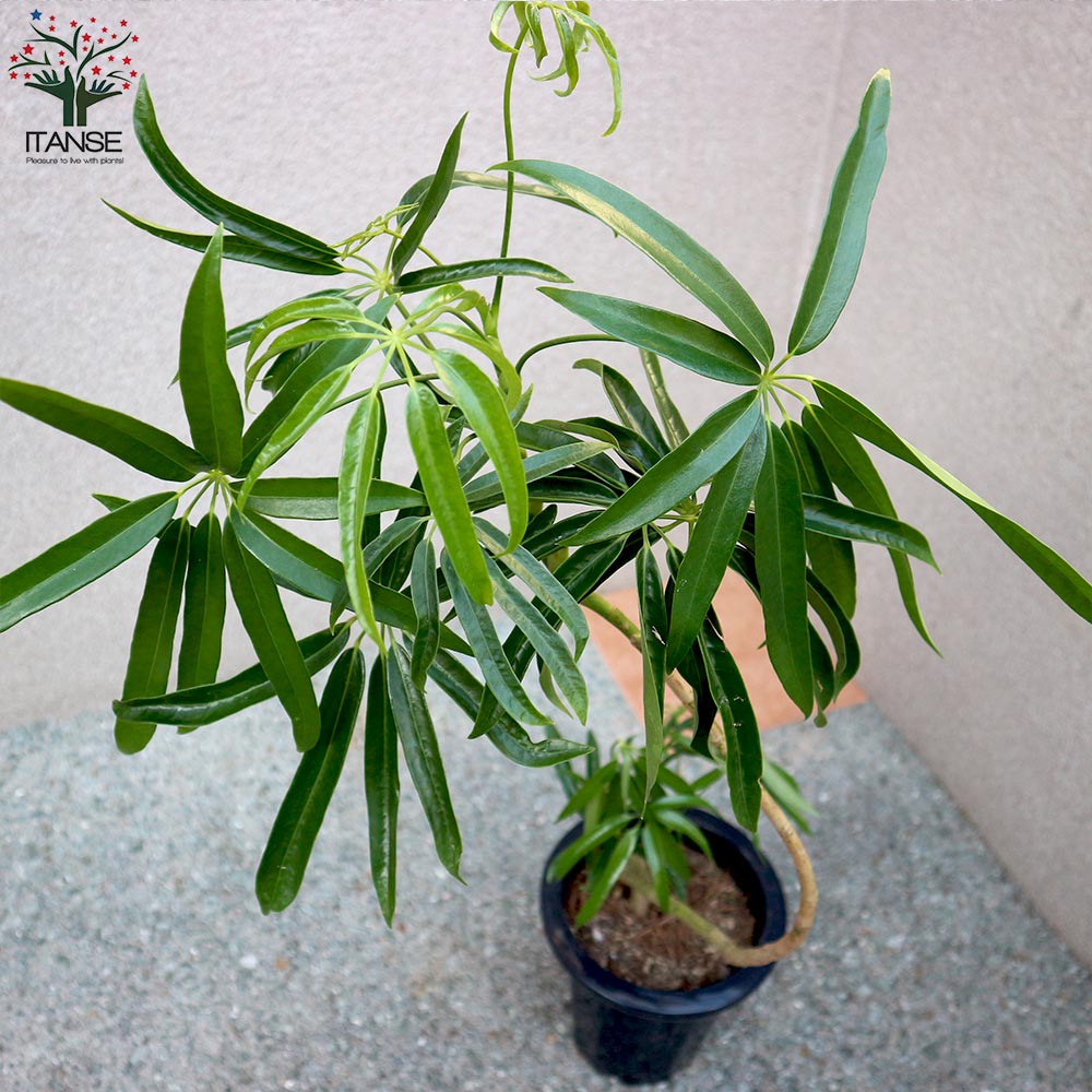 シェフレラ アンガスティフォーリア【観葉植物 7号プラスチック鉢／1個売り】