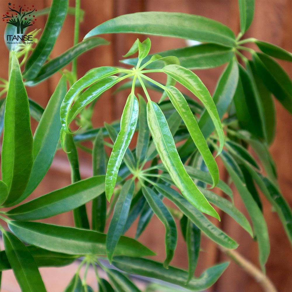 シェフレラ アンガスティフォーリア【観葉植物 7号プラスチック鉢／1個売り】