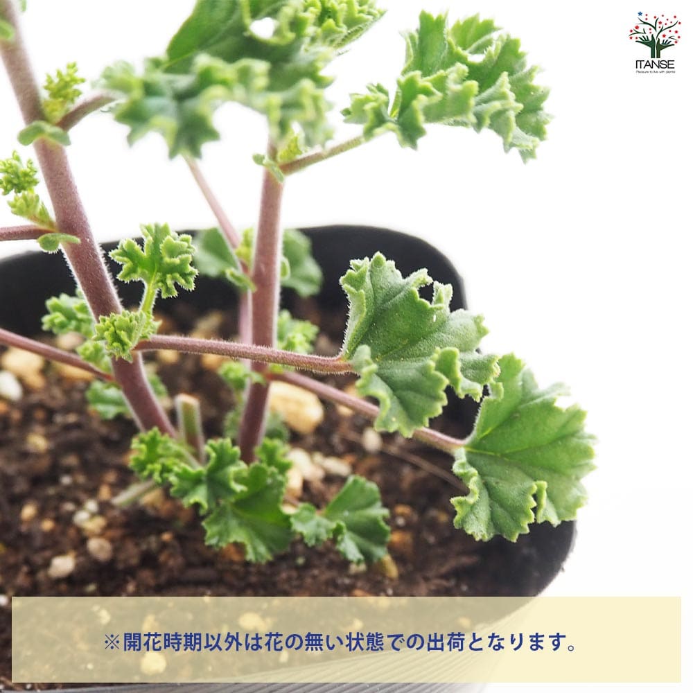 ゼラニウム レモン 【ハーブの苗 3号】｜ 【植物のITANSE】全品
