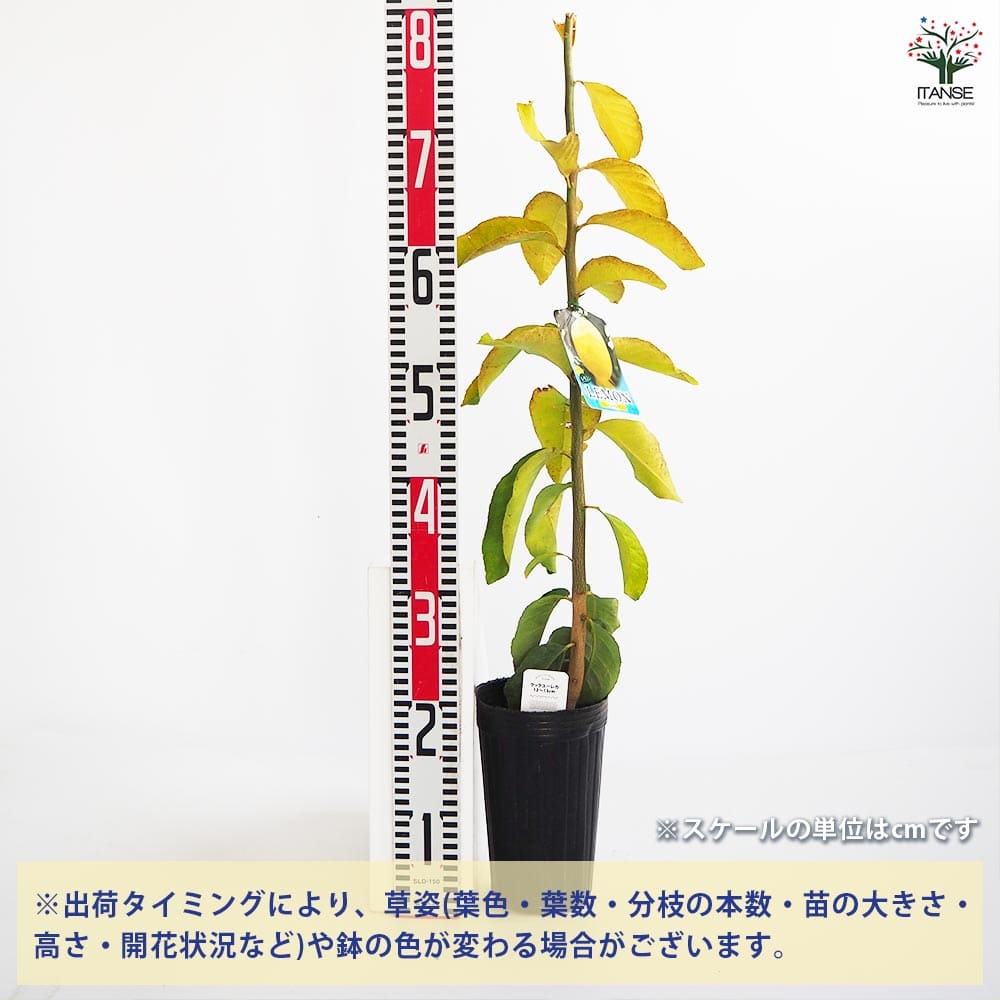 レモンの苗木 クックユーレカ12～ 【果樹の苗木 4号／1個売り】