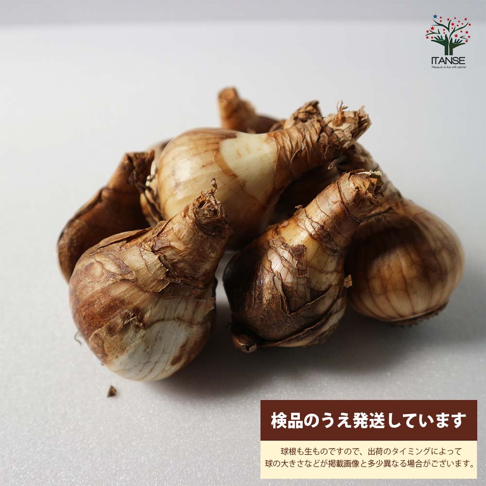 Itanse良品セレクト通販 Itanse良品セレクト通販