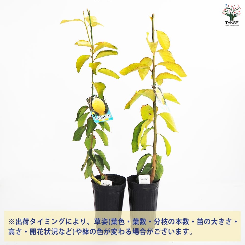 レモンの苗木 クックユーレカ12～ 【果樹の苗木 4号／1個売り】