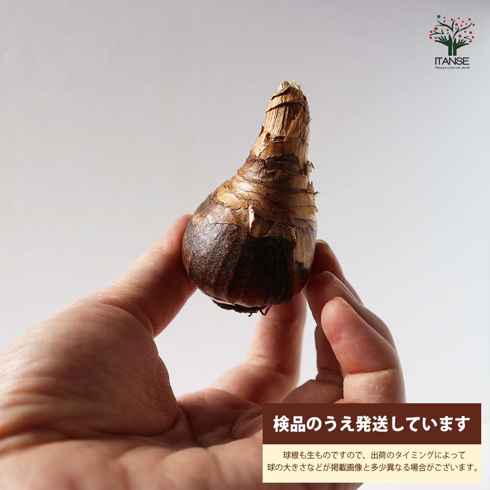 水仙 セット内容：八重咲き水仙3品種合計6球1袋／品種：レプリート