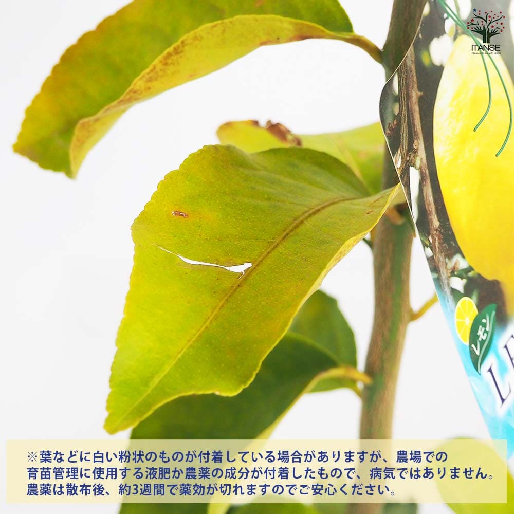 レモンの苗木 クックユーレカ12～ 【果樹の苗木 4号／1個売り】