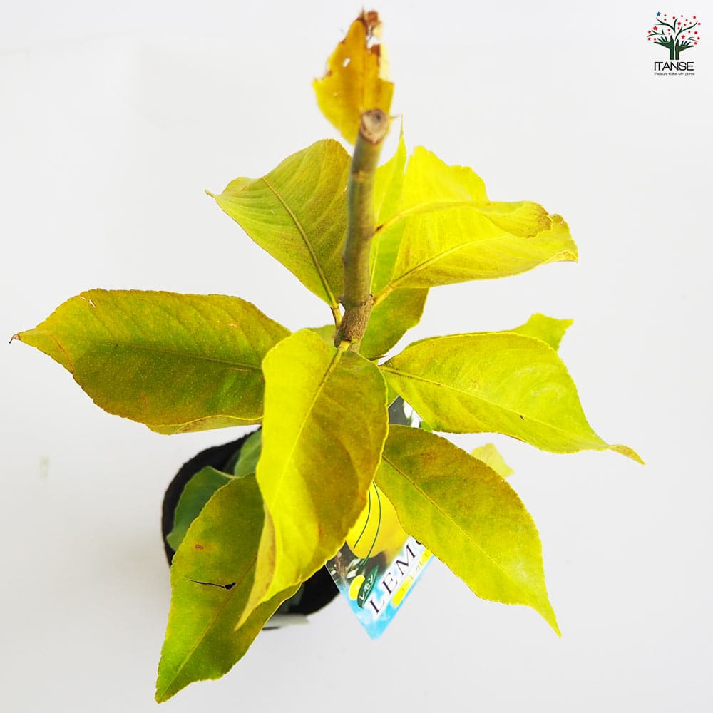 レモンの苗木 クックユーレカ12～ 【果樹の苗木 4号／1個売り】