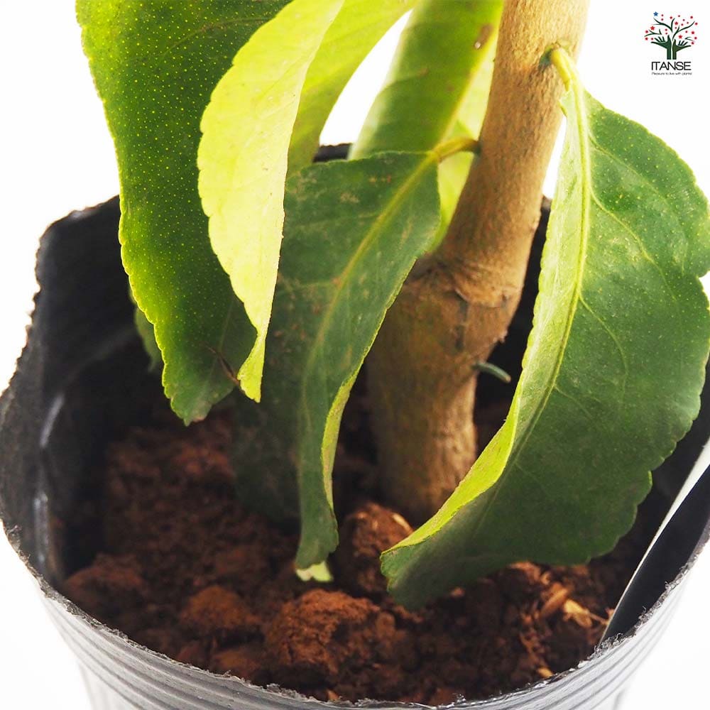 レモンの苗木 クックユーレカ12～ 【果樹の苗木 4号／1個売り】