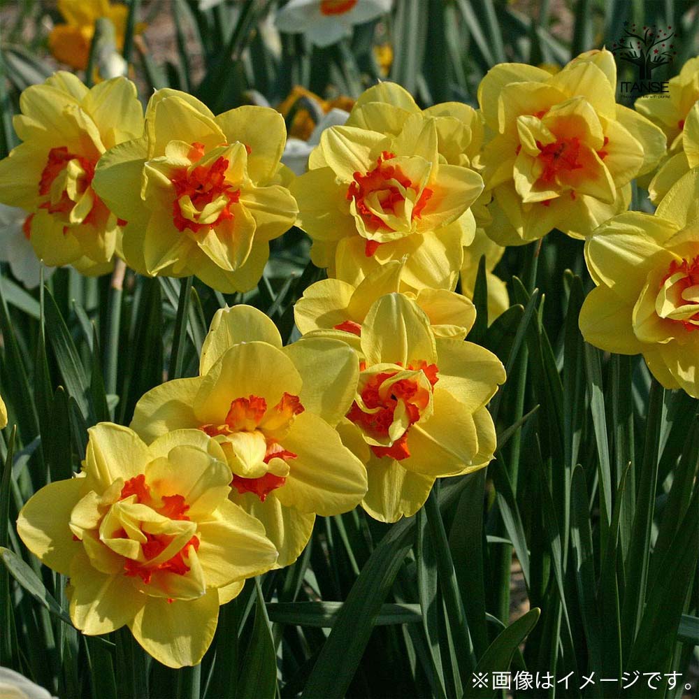 ルドゥーテ「八重咲きスイセン」のアレンジ作品 ルドゥーテ「八重咲きスイセン」のアレンジ作品