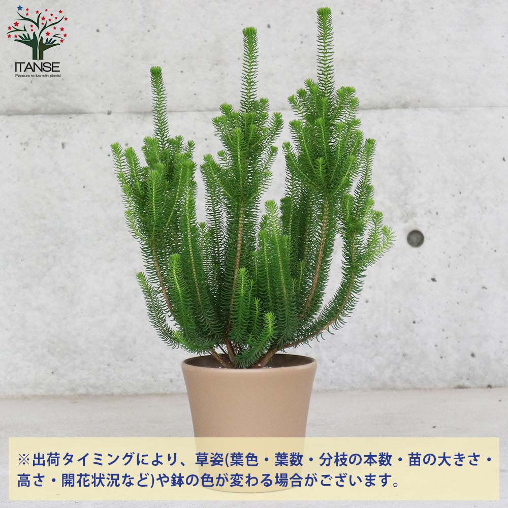 エリカ・セシリフローラ 【花苗 5.5号鉢 低木苗／1個売り】｜ 【植物の