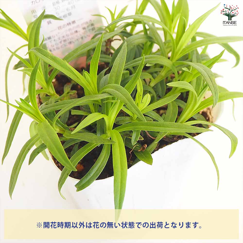 ガブペロ ！ガブリッツ＆ペロリッツ 2003 Subaru Baja Cross Drilled & Slotted Brake Rotors