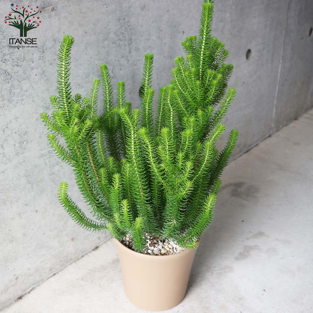鉢花 ERIRA エリカ セシリフローラ 角鉢 【花木苗 6号／1個売り】｜ 【植物