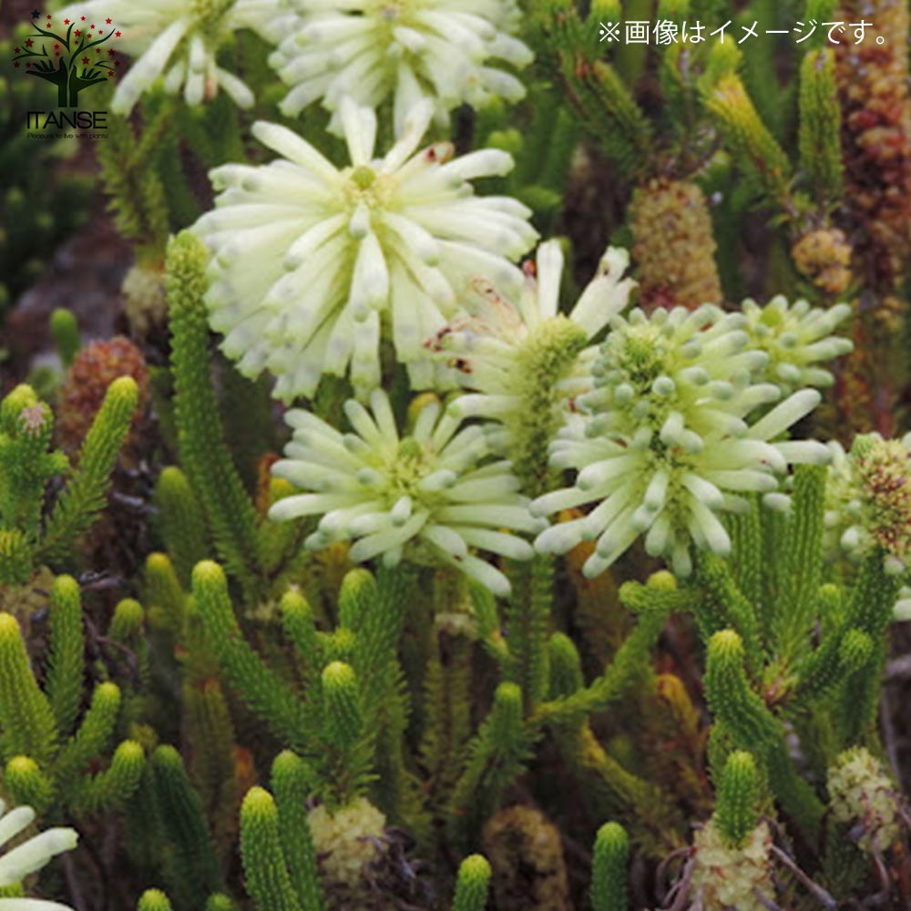 エリカ・セシリフローラ 【花苗 5.5号鉢 低木苗／1個売り】｜ 【植物の