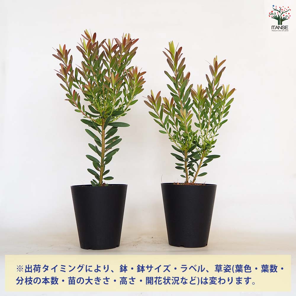 ６日入荷⭐️リューカデンドロン5品種　⭐️5鉢セット 20日入荷分⭐️リューカデンドロン5品種 ⭐️5鉢セット - メルカリ