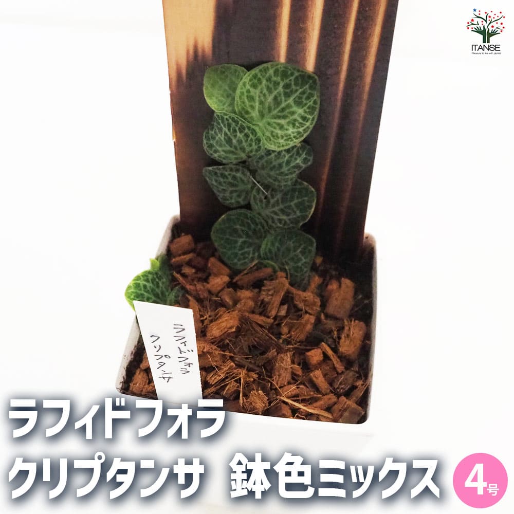 観葉植物 ラフィドフォラ クリプタンサ 鉢色mix 【観葉植物 4号／1個