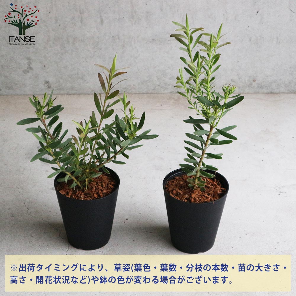 リューカデンドロン サファリサンセット 【庭木 6号鉢 花木苗／1