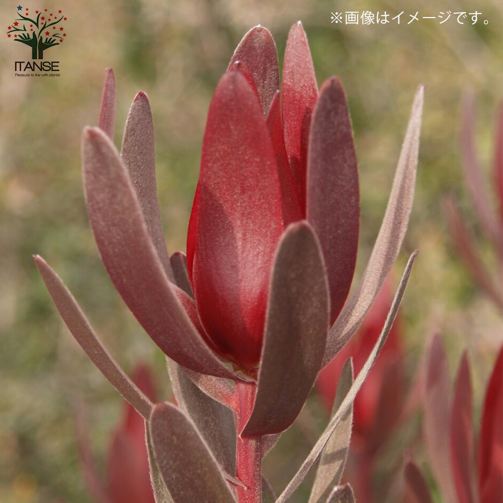 リューカデンドロン サファリサンセット 【庭木 6号鉢 花木苗／1個売り