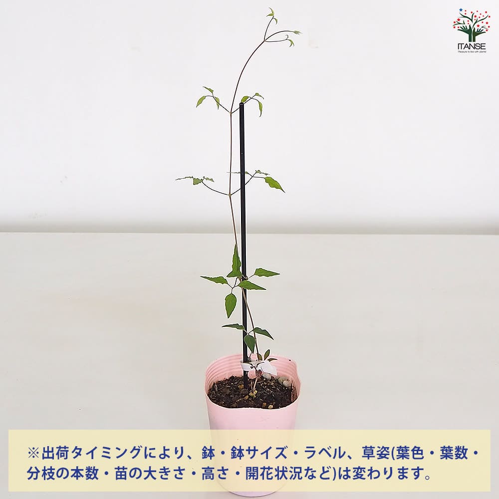 クレマチス 面白(おもしろ) 【花苗 4号／1個売り】｜ 【植物の