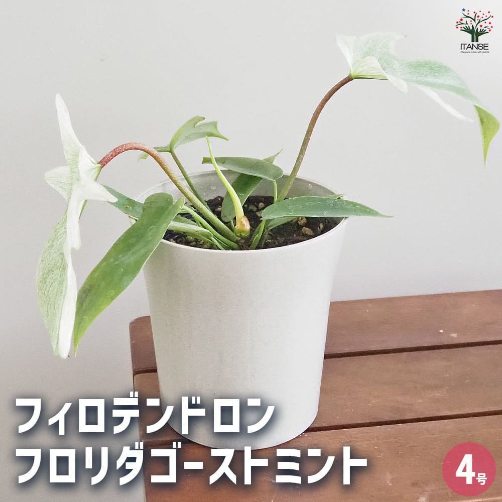 フィロデンドロン フロリダゴーストミント 【観葉植物 4号