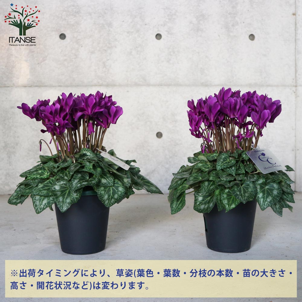 ブルーシクラメン 江戸ノ青（えどのあお）【花苗 5号底面給水鉢 開花株