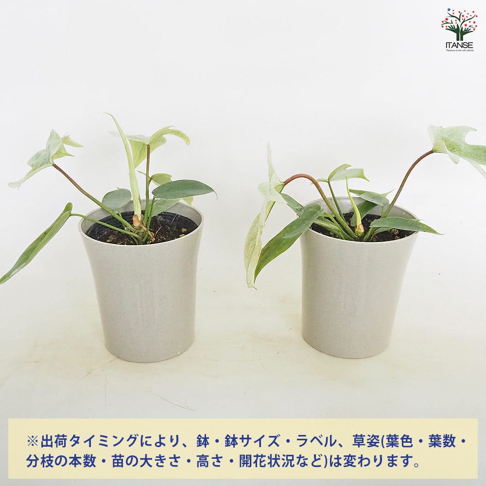 フィロデンドロン フロリダゴーストミント 【観葉植物 4号】｜ 【植物