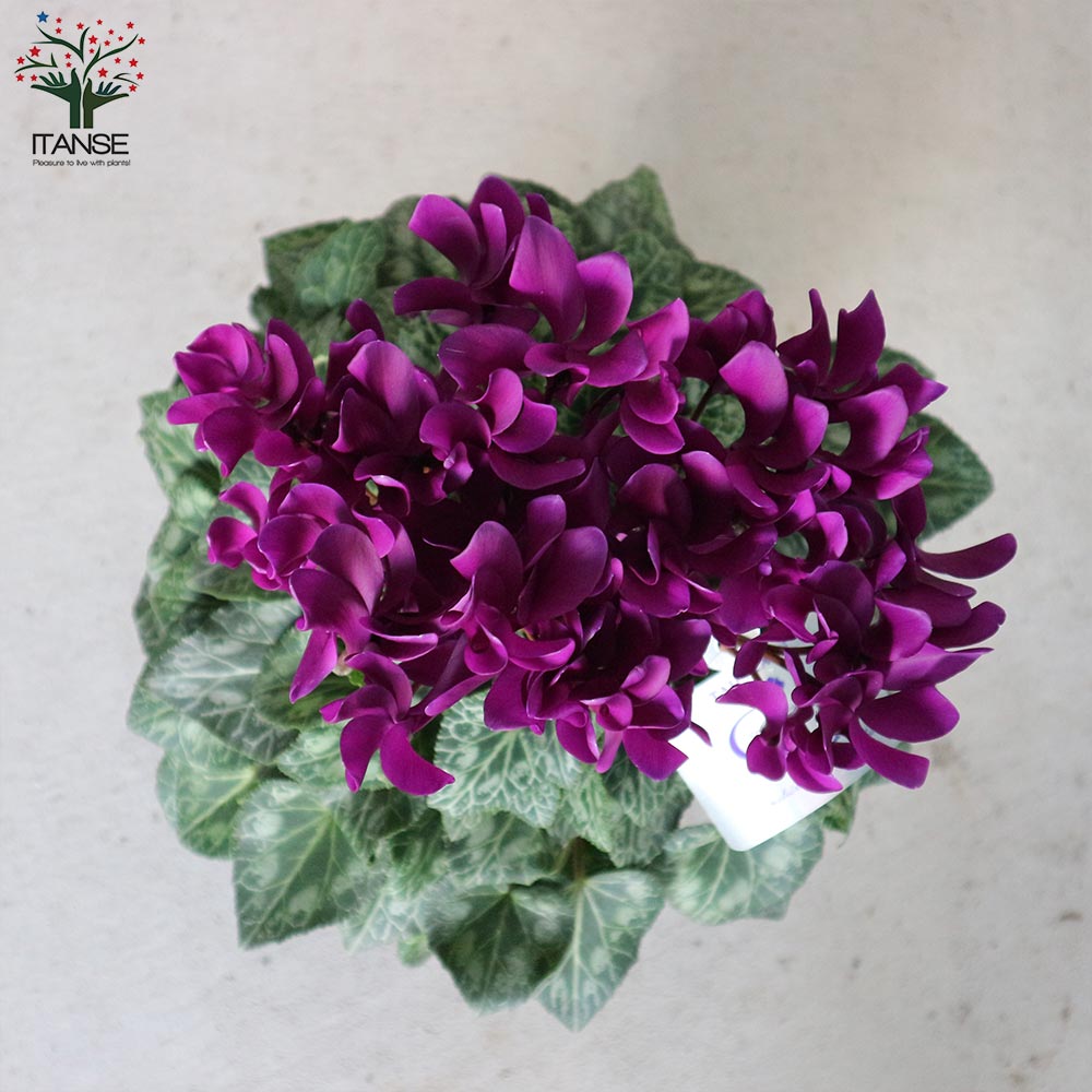 ブルーシクラメン 江戸ノ青（えどのあお）【花苗 5号底面給水鉢 開花株