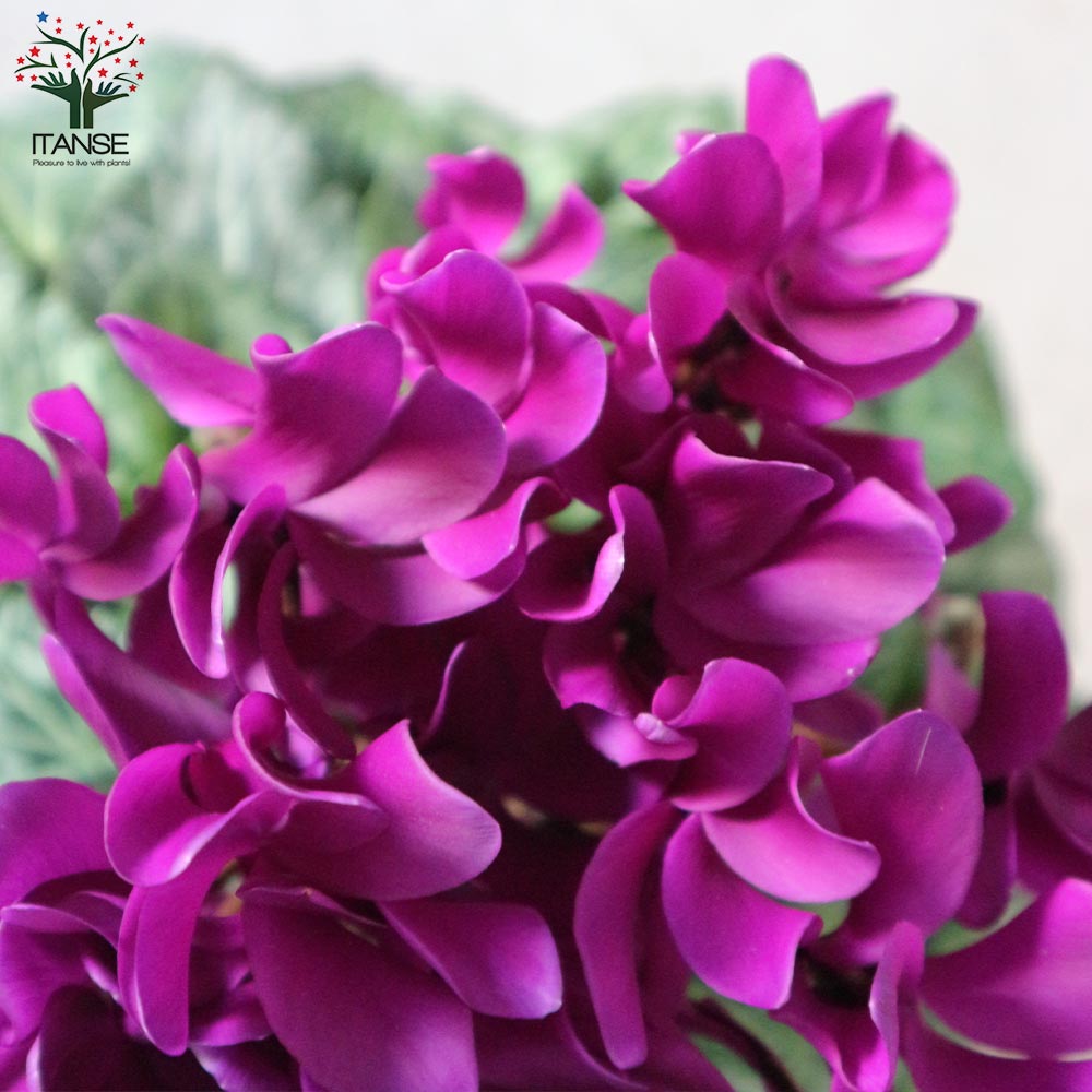 ブルーシクラメン 江戸ノ青（えどのあお）【花苗 5号底面給水鉢 開花株