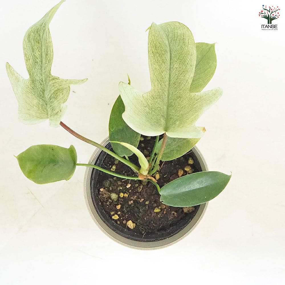 フィロデンドロン フロリダゴーストミント 【観葉植物 4号