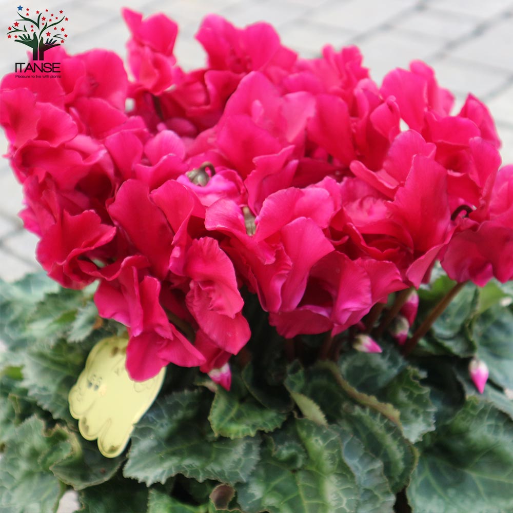 Itanse良品セレクト通販 Itanse良品セレクト通販