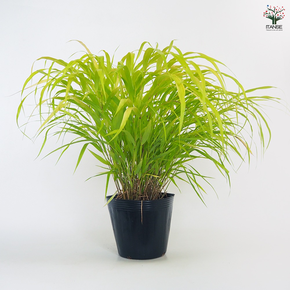 風知草(フウチソウ) オーレア 【花苗 5号／1個売り】｜ 【植物の