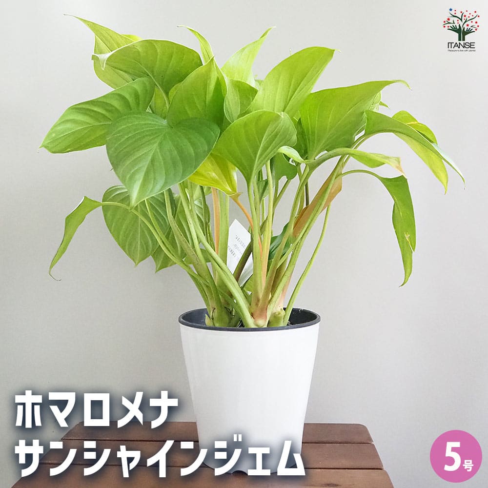 ホマロメナ サンシャインジェム 【観葉植物 5号／1個売り】｜ 【植物の