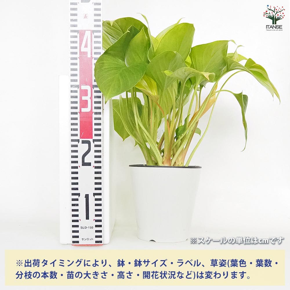 ホマロメナ サンシャインジェム 【観葉植物 5号／1個売り】