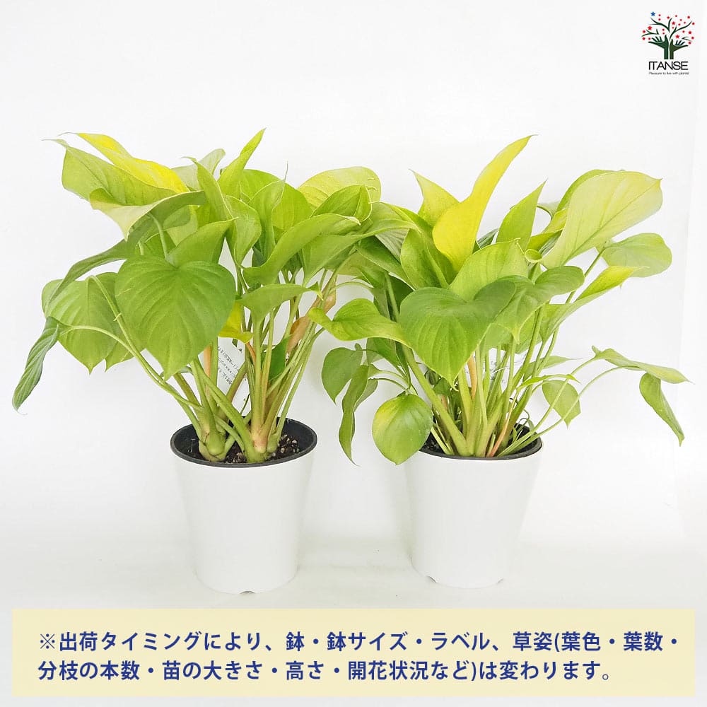 ホマロメナ サンシャインジェム 【観葉植物 5号／1個売り】｜ 【植物の