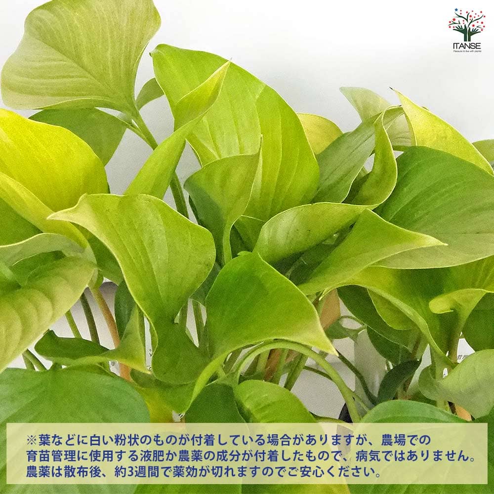 ホマロメナ サンシャインジェム 【観葉植物 5号／1個売り】