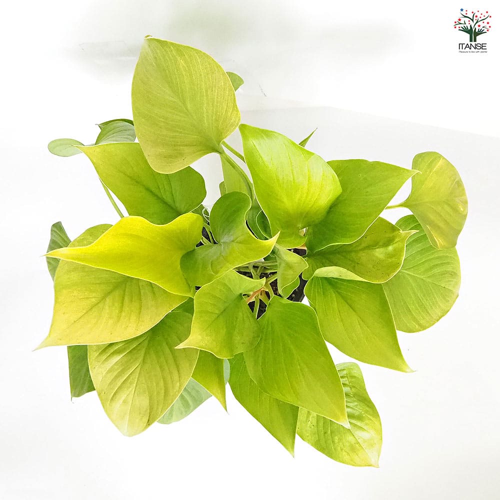 ホマロメナ サンシャインジェム 【観葉植物 5号／1個売り】｜ 【植物の