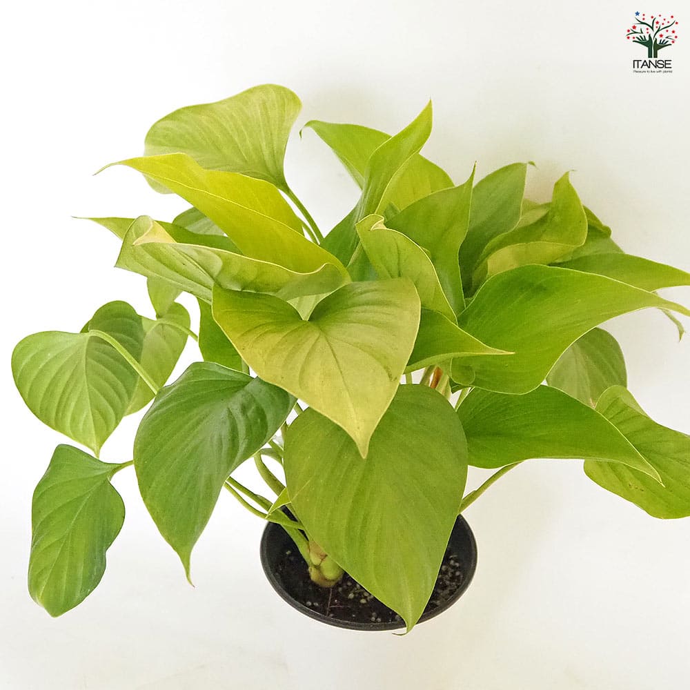 ホマロメナ サンシャインジェム 【観葉植物 5号／1個売り】｜ 【植物の