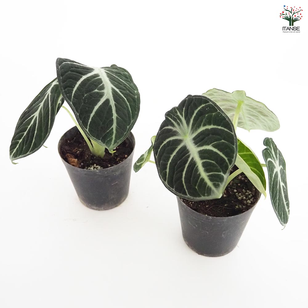 アロカシア ニンジャ 【観葉植物 3号】｜ 【植物のITANSE】全品