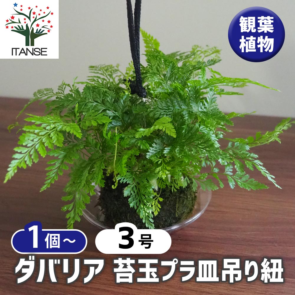 ダバリア 苔玉プラ皿吊り紐 【観葉植物 3号】｜ 【植物のITANSE