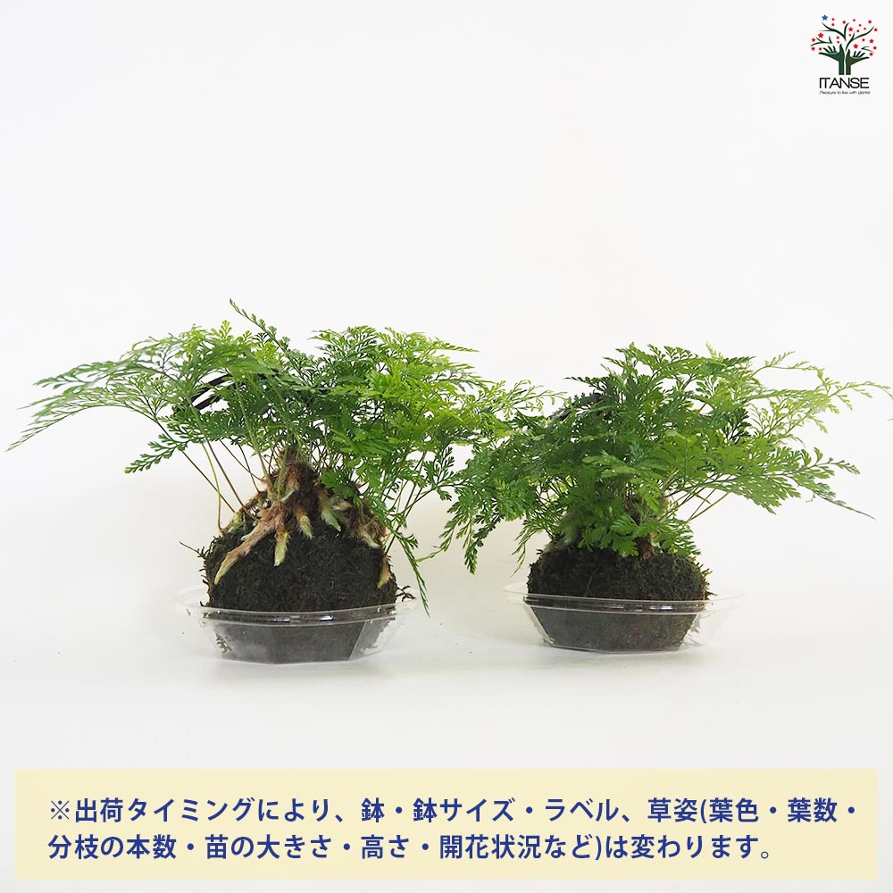 ダバリア 苔玉プラ皿吊り紐 【観葉植物 3号】｜ 【植物のITANSE