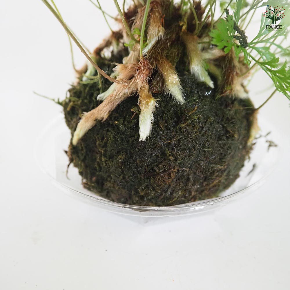 ダバリア 苔玉プラ皿吊り紐 【観葉植物 3号】｜ 【植物のITANSE