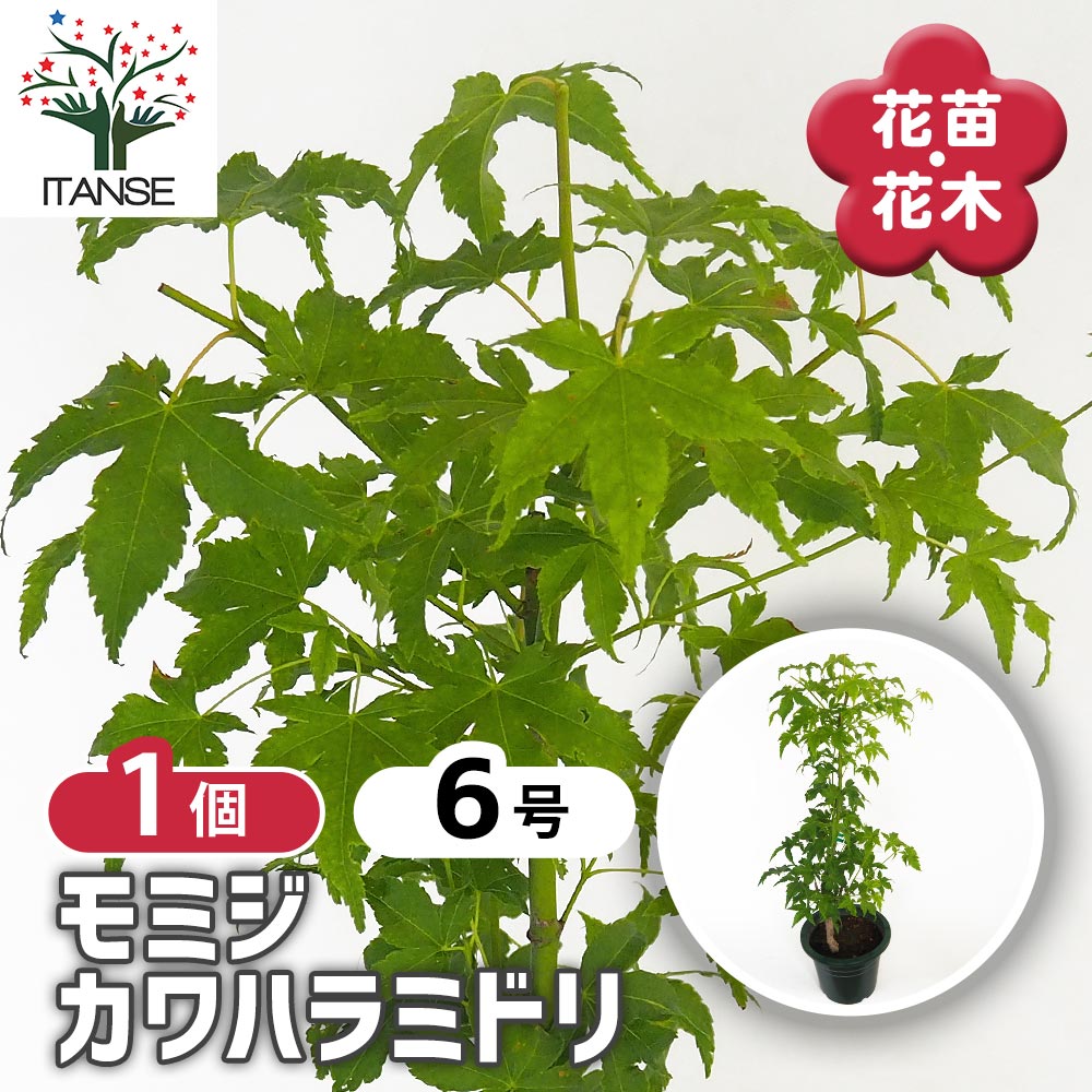 モミジ(カエデ)の苗木 カワハラミドリ 【花木苗 6号／1個売り