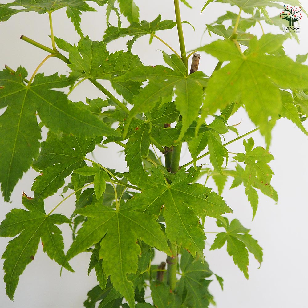 モミジ(カエデ)の苗木 カワハラミドリ 【花木苗 6号／1個売り