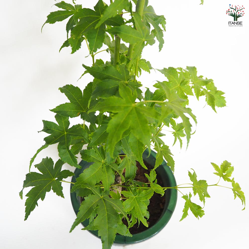 モミジ(カエデ)の苗木 カワハラミドリ 【花木苗 6号／1個売り