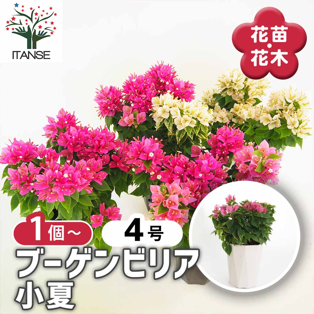 ブウゲンビリア小品盆栽 ブーゲンビリア キャンドル ブーゲンビリア