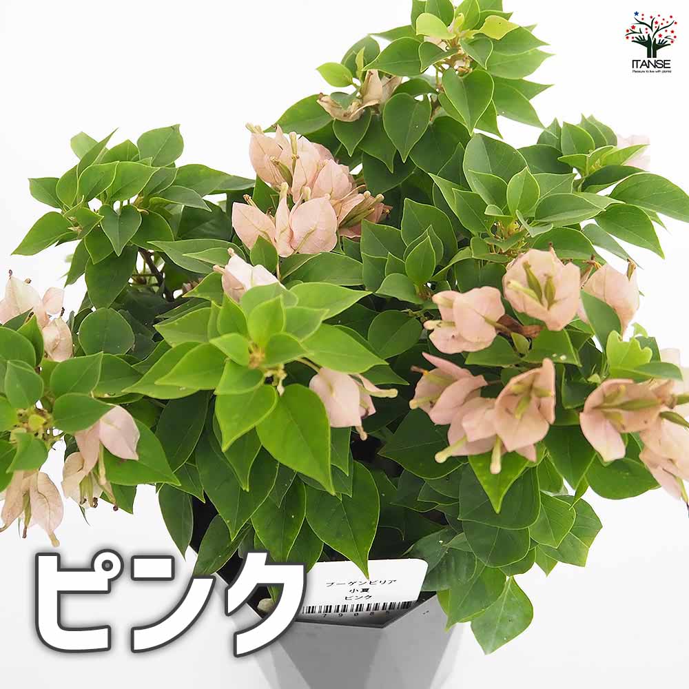 希少　ブーゲンビリア バルコニーブルー ブーゲンビリアの花の種 – Pure Asia Seeds