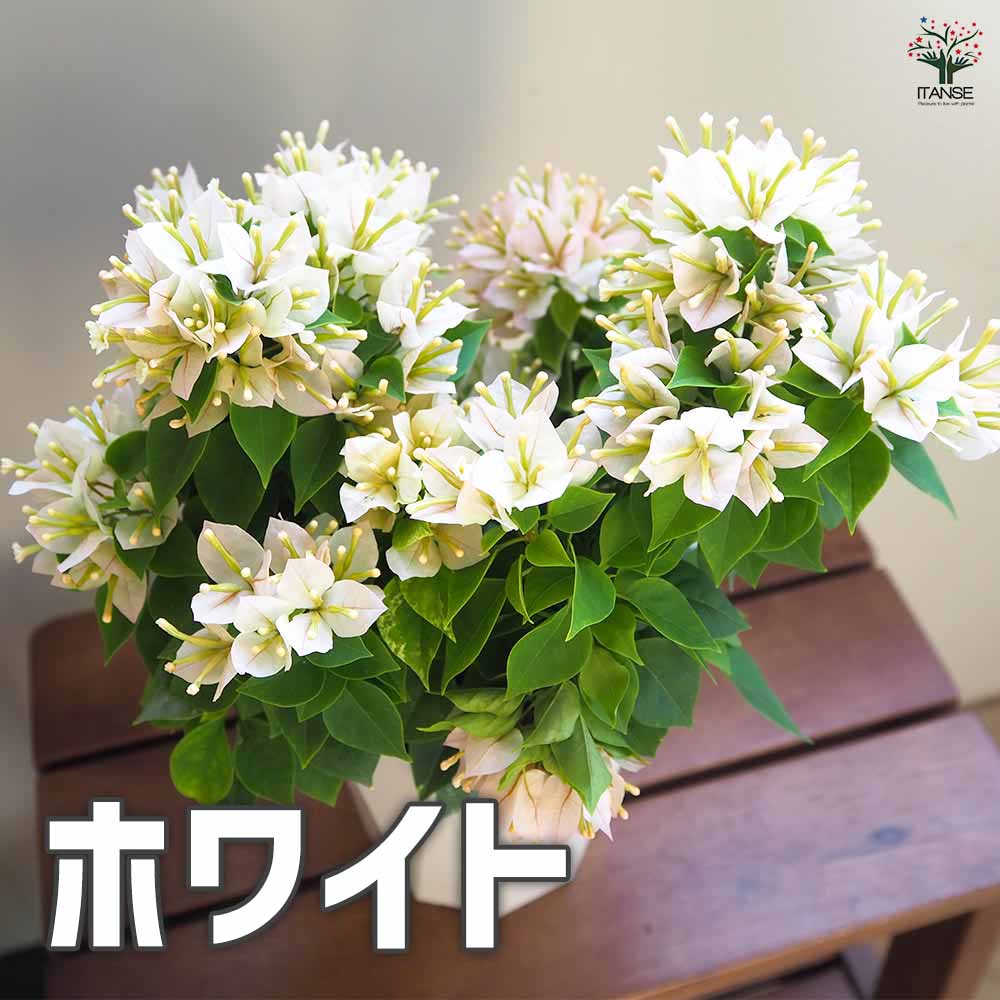 ブーゲンビリア苗 白 太苗 楽天市場】ブーゲンビリア 斑入り葉ホワイト