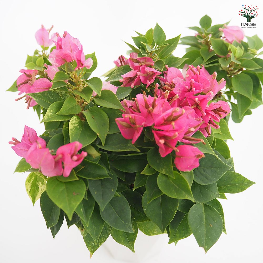 ブーゲンビリア 小夏 【花苗 4号】｜ 【植物のITANSE